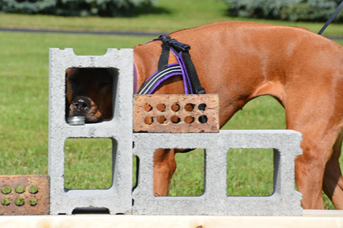 Hounds chase after the scent