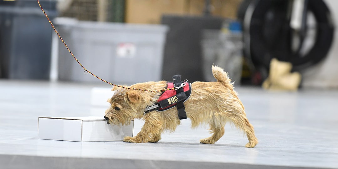 Fithound Dog sniffing