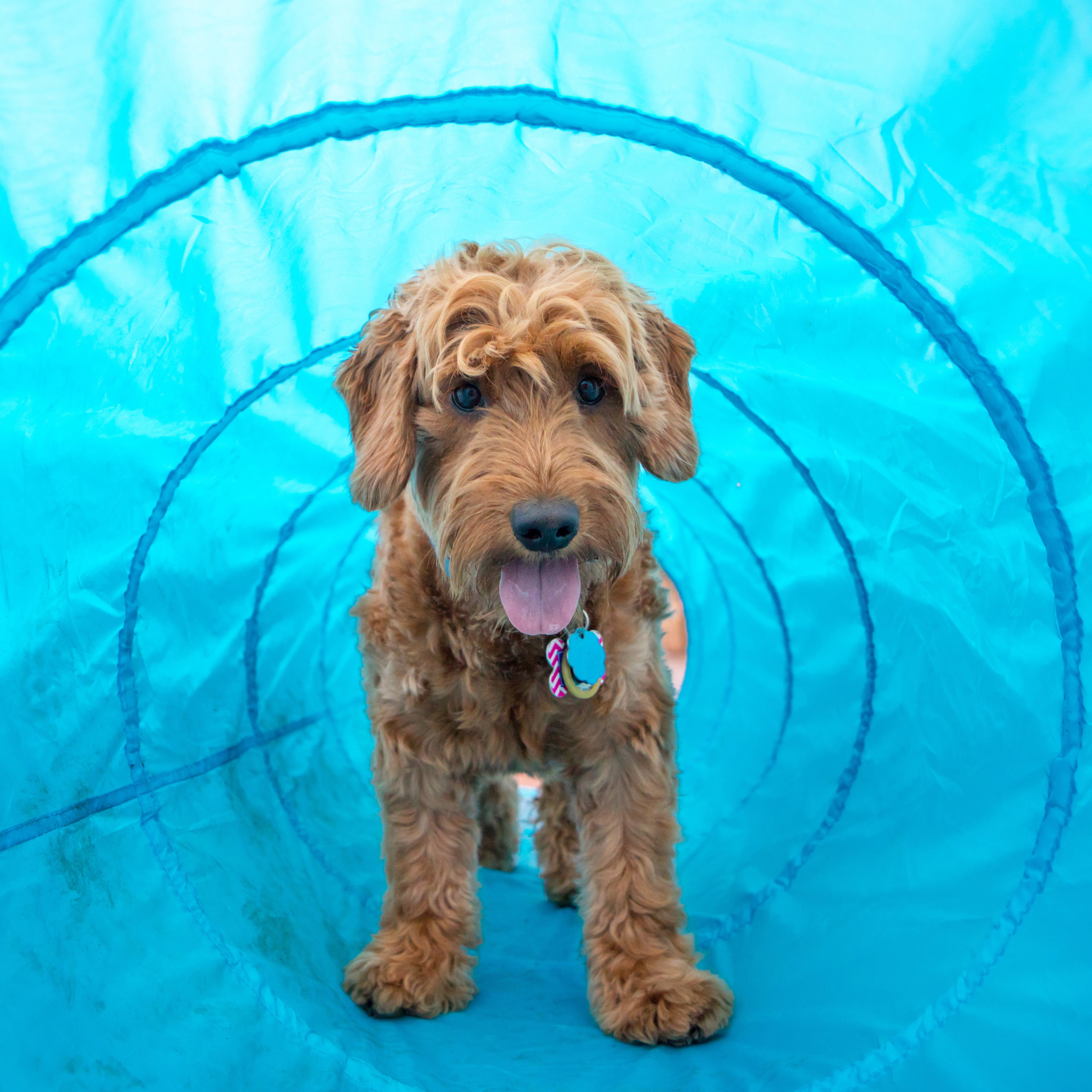 Mini golden doodle in open tunnel agility course Mini golden doodle in open tunnel agility course