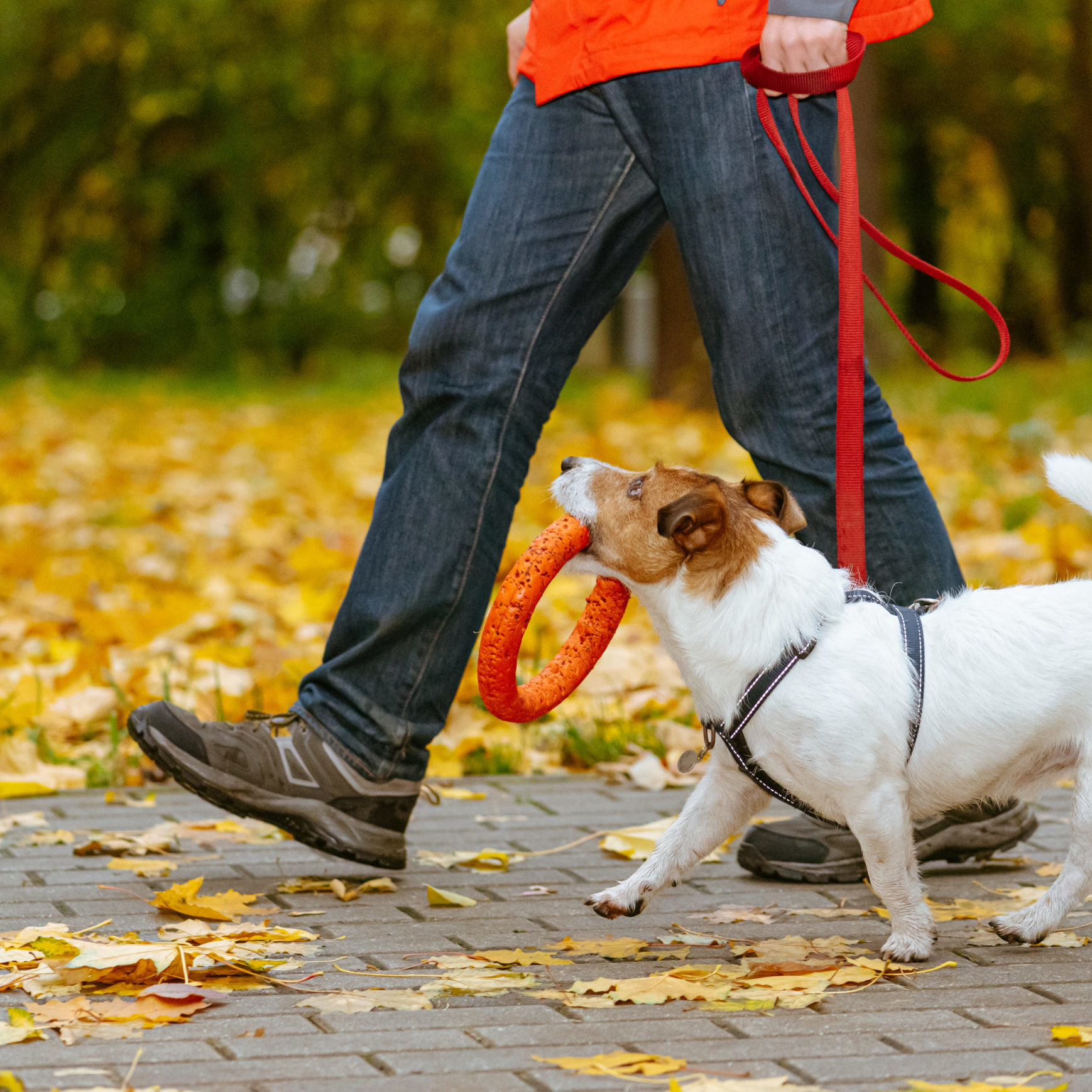 Dog walking on leash in fall park holding orange toy in mouth Jack Russell Terrier dog during obedience training