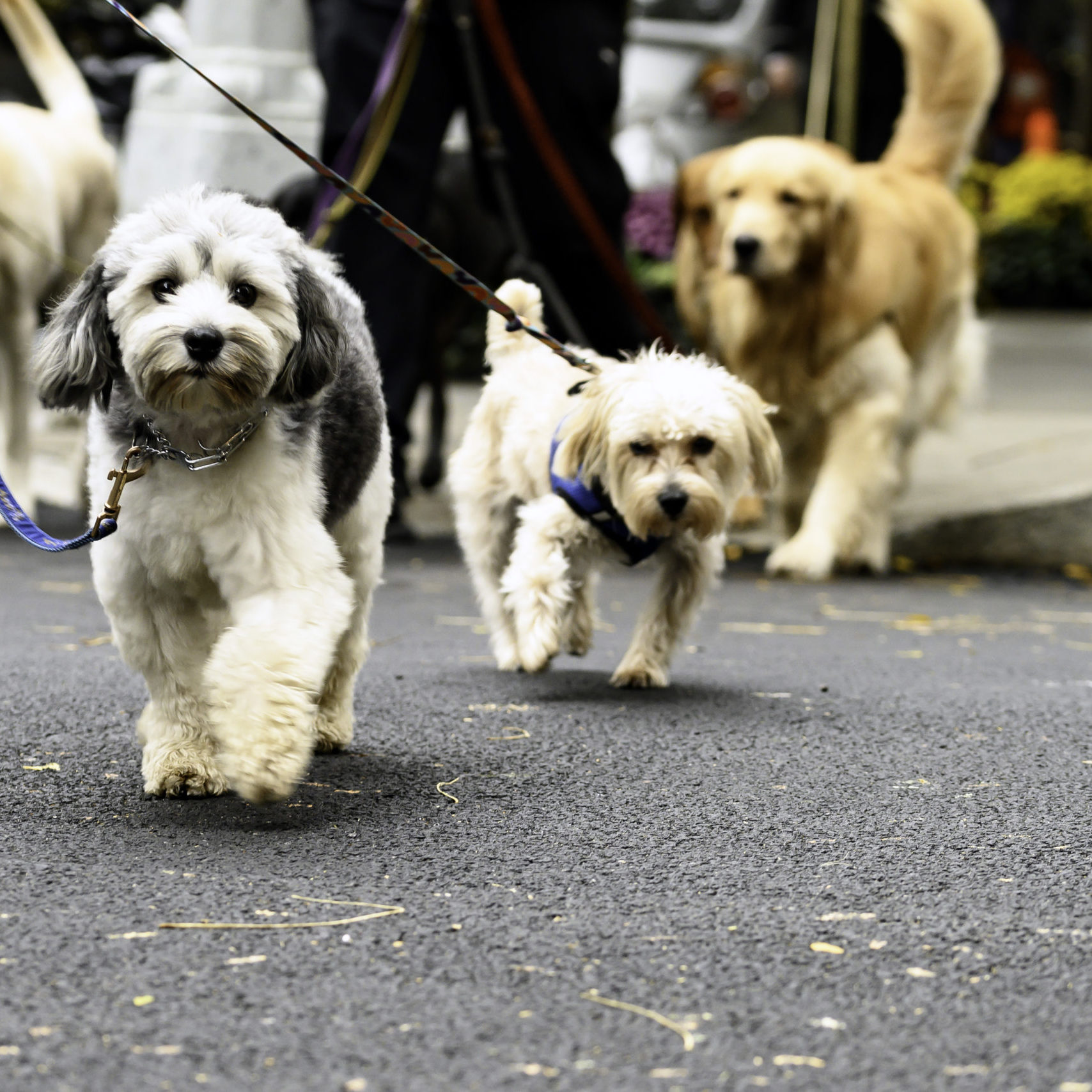 Dog Group Crossing City Street Dog Group Crossing City Street