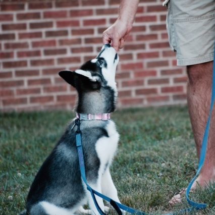 Mana_puppy-class Mana_puppy-class